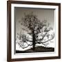Solemn Tree-Erin Clark-Framed Giclee Print