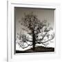 Solemn Tree-Erin Clark-Framed Giclee Print