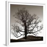 Solemn Tree-Erin Clark-Framed Giclee Print