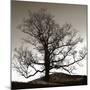 Solemn Tree-Erin Clark-Mounted Giclee Print