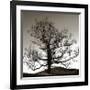 Solemn Tree-Erin Clark-Framed Giclee Print