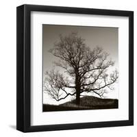 Solemn Tree-Erin Clark-Framed Art Print