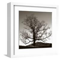 Solemn Tree-Erin Clark-Framed Art Print