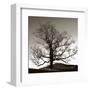 Solemn Tree-Erin Clark-Framed Art Print