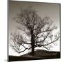 Solemn Tree-Erin Clark-Mounted Art Print