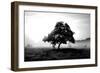 Solemn Tree-PhotoINC Studio-Framed Art Print