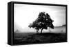 Solemn Tree-PhotoINC Studio-Framed Stretched Canvas