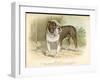 Solid and Powerful Looking Bulldog-A.f. Lydon-Framed Art Print