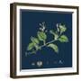 Solidago Virga-Aurea, Var. Cambrica; Common Golden-Rod, Var. Y-null-Framed Giclee Print