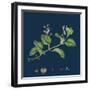 Solidago Virga-Aurea, Var. Cambrica; Common Golden-Rod, Var. Y-null-Framed Giclee Print