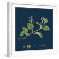 Solidago Virga-Aurea, Var. Cambrica; Common Golden-Rod, Var. Y-null-Framed Giclee Print