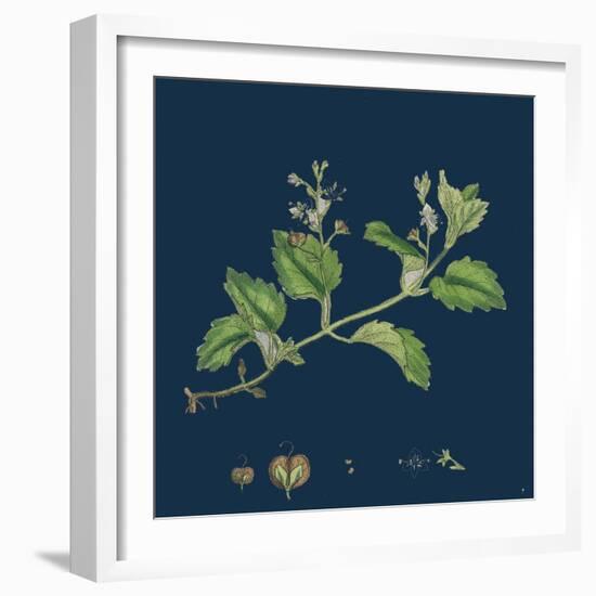 Solidago Virga-Aurea, Var. Cambrica; Common Golden-Rod, Var. Y-null-Framed Giclee Print