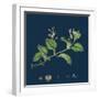 Solidago Virga-Aurea, Var. Cambrica; Common Golden-Rod, Var. Y-null-Framed Giclee Print