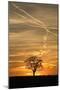 Solitaire-Tree, Silhouette, Sunset, Nature, Tree-Ronald Wittek-Mounted Photographic Print
