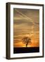 Solitaire-Tree, Silhouette, Sunset, Nature, Tree-Ronald Wittek-Framed Premium Photographic Print