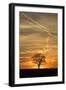 Solitaire-Tree, Silhouette, Sunset, Nature, Tree-Ronald Wittek-Framed Premium Photographic Print