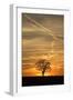 Solitaire-Tree, Silhouette, Sunset, Nature, Tree-Ronald Wittek-Framed Premium Photographic Print