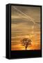 Solitaire-Tree, Silhouette, Sunset, Nature, Tree-Ronald Wittek-Framed Stretched Canvas