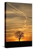 Solitaire-Tree, Silhouette, Sunset, Nature, Tree-Ronald Wittek-Stretched Canvas