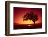 Solitaire-Tree, Silhouette, Sunset, Sunset, Nature-Ronald Wittek-Framed Premium Photographic Print