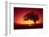 Solitaire-Tree, Silhouette, Sunset, Sunset, Nature-Ronald Wittek-Framed Premium Photographic Print