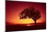 Solitaire-Tree, Silhouette, Sunset, Sunset, Nature-Ronald Wittek-Mounted Premium Photographic Print