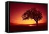 Solitaire-Tree, Silhouette, Sunset, Sunset, Nature-Ronald Wittek-Framed Stretched Canvas