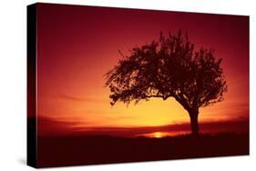 Solitaire-Tree, Silhouette, Sunset, Sunset, Nature-Ronald Wittek-Stretched Canvas