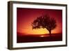 Solitaire-Tree, Silhouette, Sunset, Sunset, Nature-Ronald Wittek-Framed Photographic Print