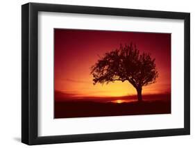 Solitaire-Tree, Silhouette, Sunset, Sunset, Nature-Ronald Wittek-Framed Photographic Print