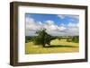 Solitairy Old Oak (Quercus Sp.), Hill Landscape, Near Teterow-Andreas Vitting-Framed Photographic Print