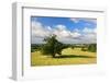 Solitairy Old Oak (Quercus Sp.), Hill Landscape, Near Teterow-Andreas Vitting-Framed Photographic Print