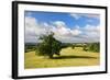 Solitairy Old Oak (Quercus Sp.), Hill Landscape, Near Teterow-Andreas Vitting-Framed Photographic Print