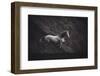 Solitare-Heike Willers-Framed Photographic Print