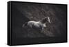 Solitare-Heike Willers-Framed Stretched Canvas