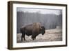 Solitary Bison III-Adam Mead-Framed Photographic Print