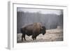 Solitary Bison III-Adam Mead-Framed Photographic Print