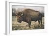 Solitary Bison IV-Adam Mead-Framed Photographic Print