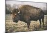Solitary Bison IV-Adam Mead-Mounted Photographic Print