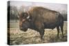 Solitary Bison IV-Adam Mead-Stretched Canvas