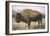 Solitary Bison V-Adam Mead-Framed Photographic Print