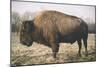 Solitary Bison V-Adam Mead-Mounted Photographic Print