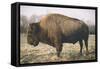 Solitary Bison V-Adam Mead-Framed Stretched Canvas