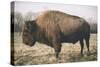 Solitary Bison V-Adam Mead-Stretched Canvas