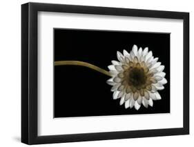 Solitary Blossom-David Winston-Framed Giclee Print