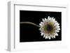 Solitary Blossom-David Winston-Framed Giclee Print