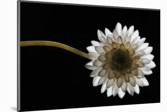 Solitary Blossom-David Winston-Mounted Giclee Print