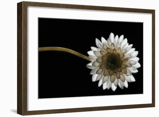 Solitary Blossom-David Winston-Framed Giclee Print