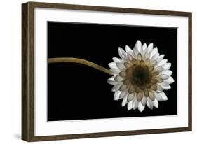 Solitary Blossom-David Winston-Framed Giclee Print