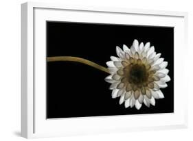 Solitary Blossom-David Winston-Framed Giclee Print